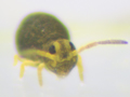 possible Sminthurinus aureus